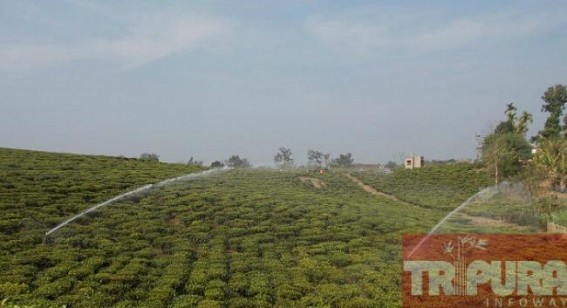 Ramdurlabhpur Tea Estate under transience towards fulfillment at Kamalpur 